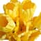 19" Tulip Bush by Ashland®